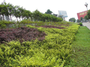 半岛app官方下载-时评：让乡土植物成为都市绿化标配